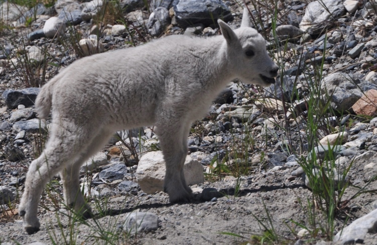 mountain goat